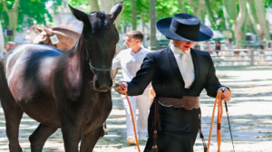 professional horse riding trainer 